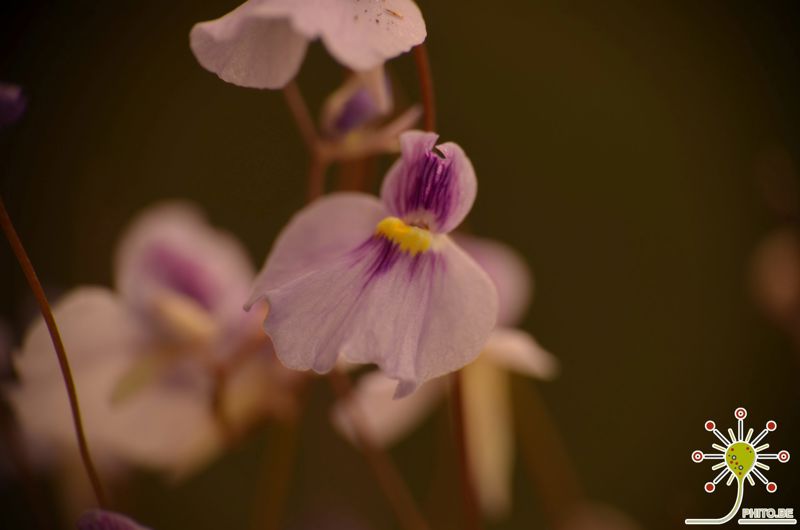 Utricularia blanchetii “pink flower”