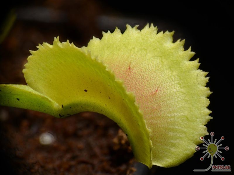 Dionaea muscipula “Whale”