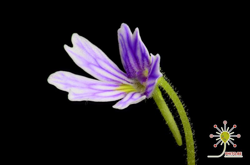 Pinguicula emarginata