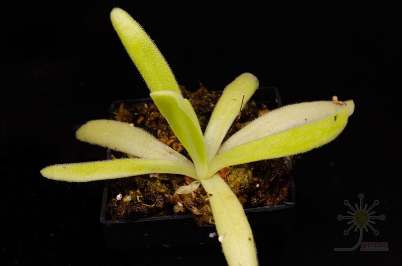 Pinguicula moctezumae x gigantea
