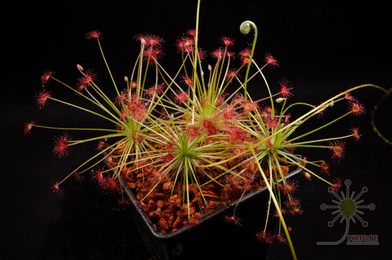 Drosera aff. paradoxa