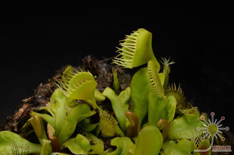 Dionaea muscipula “Funnel Trap”