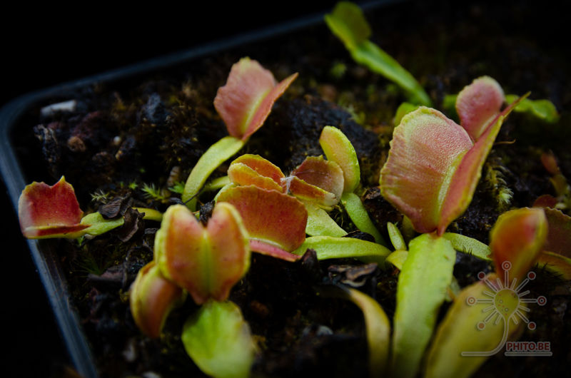 Dionaea muscipula “Pacman”