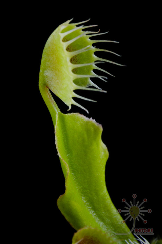 Dionaea muscipula “Cupped traps”