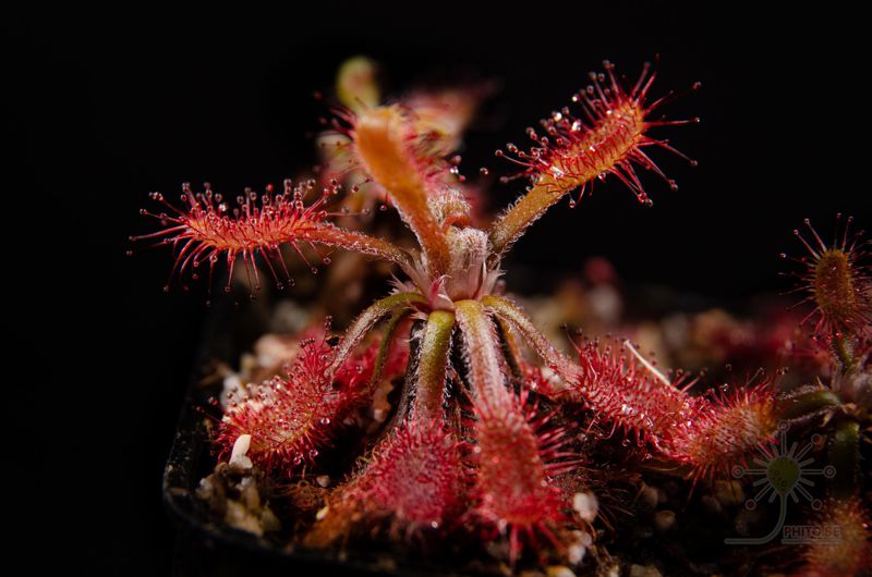 Drosera riparia