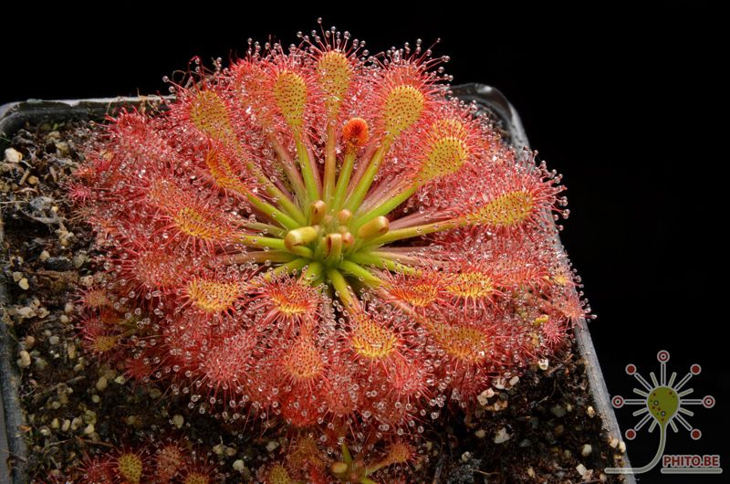 Drosera intermedia x capillaris