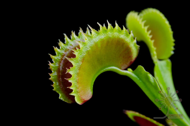 Dionaea muscipula “Dracula”