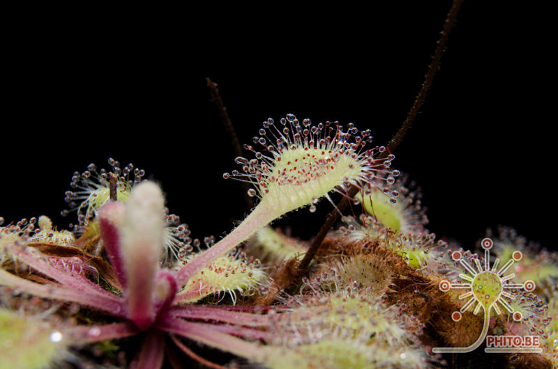 Drosera collinsiae