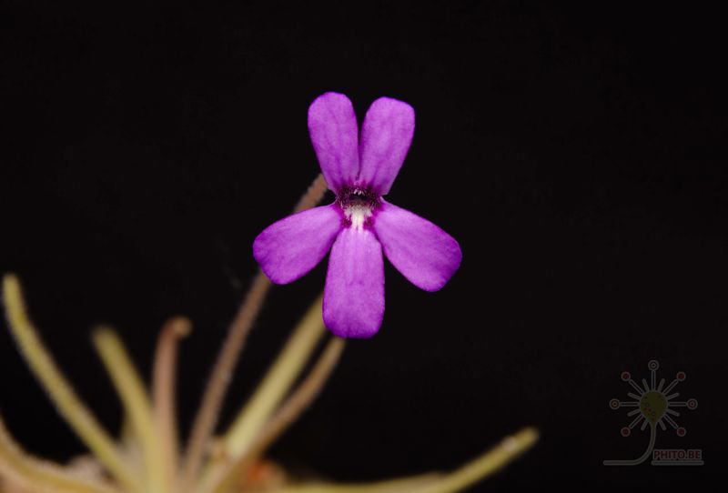 Pinguicula gypsicola