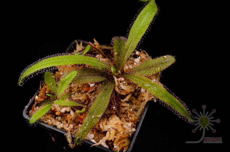 Drosera adelae