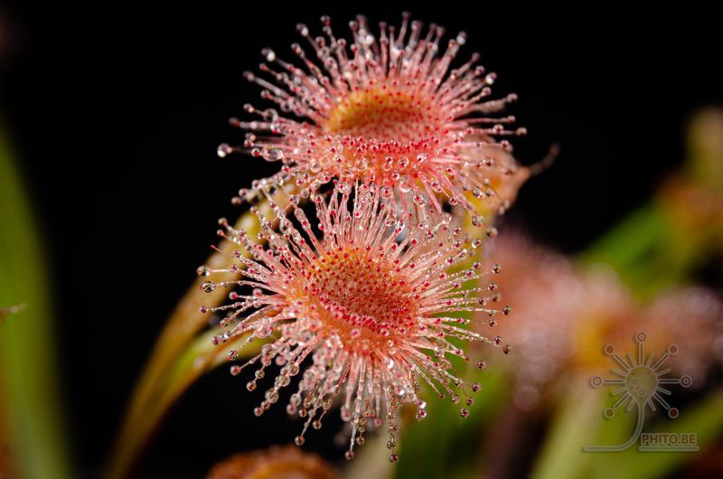 Drosera aff. dilatato-petiolaris