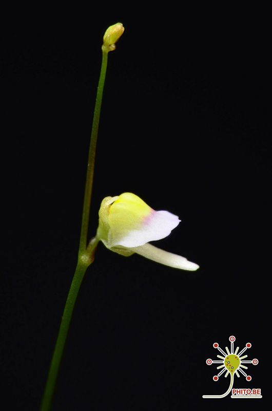 Utricularia bisquamata “small flower”