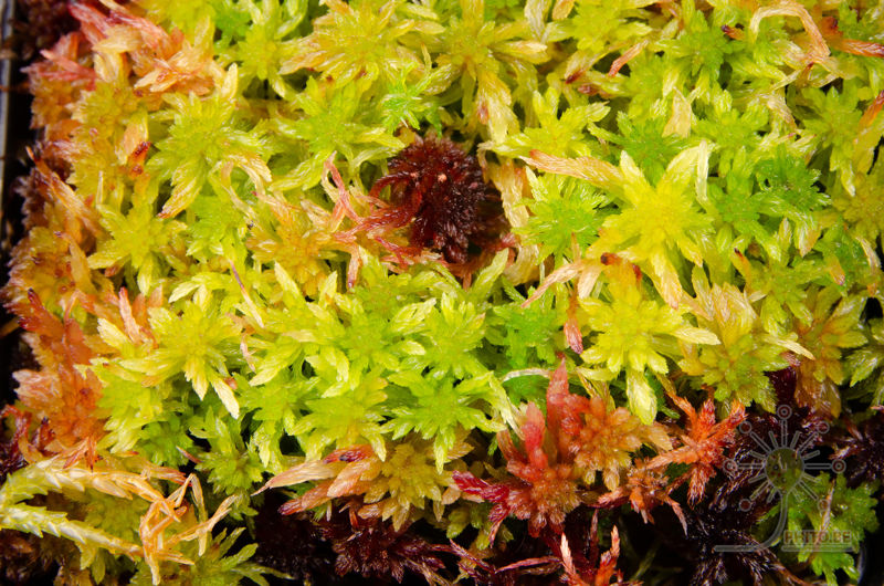 Sphagnum rubellum