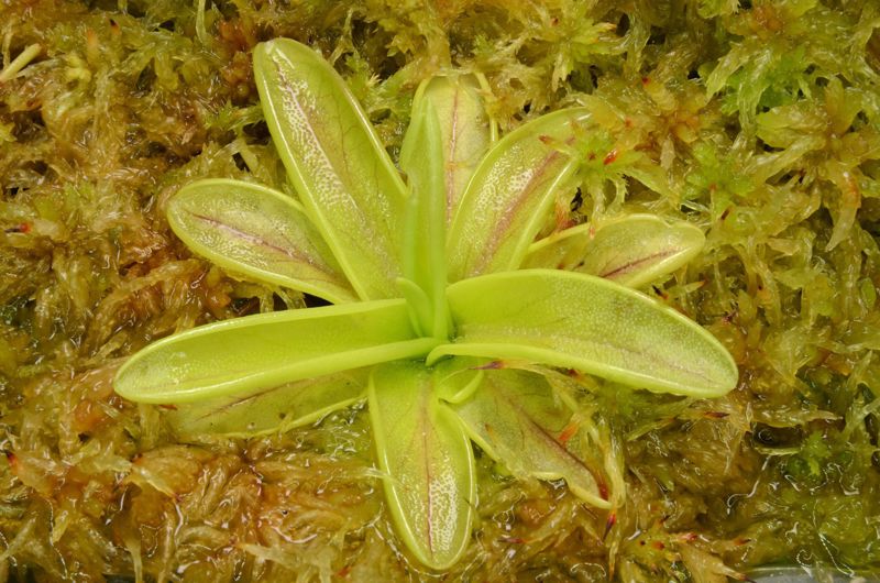 Pinguicula primuliflora “Rose”
