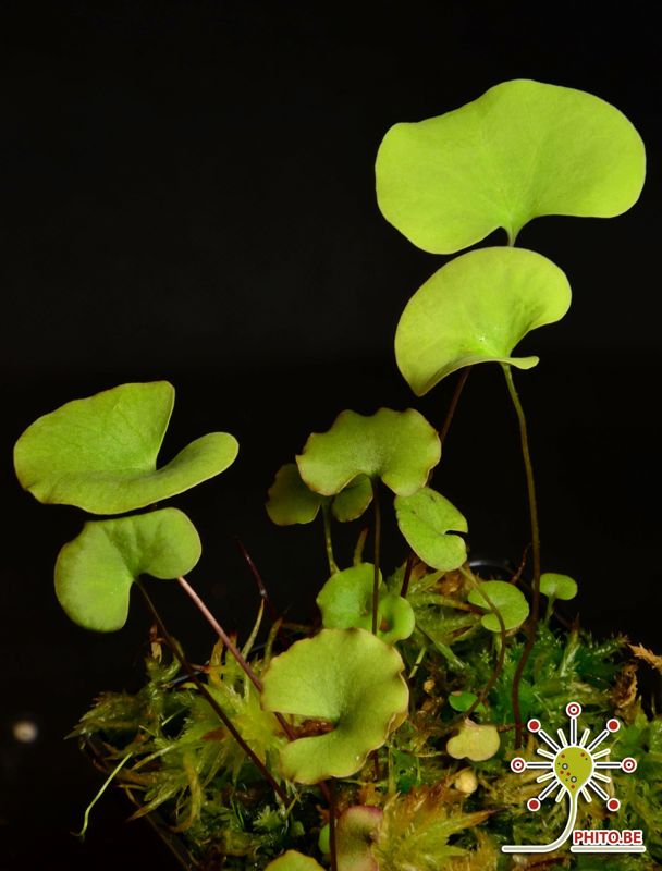 Utricularia reniformis “small form”