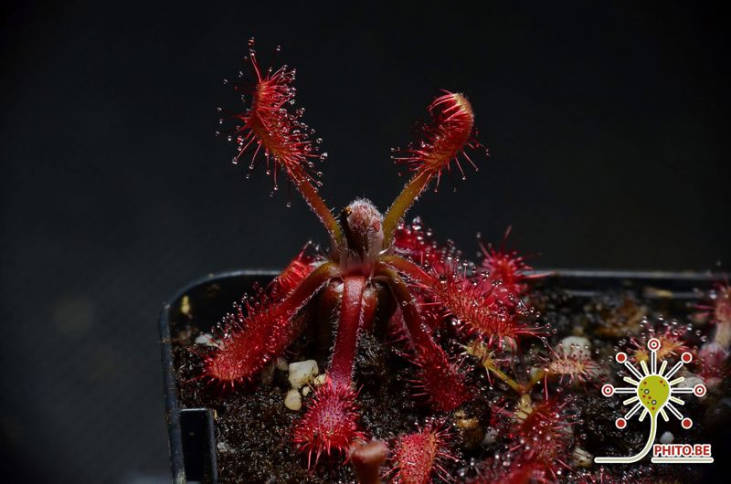 Drosera riparia