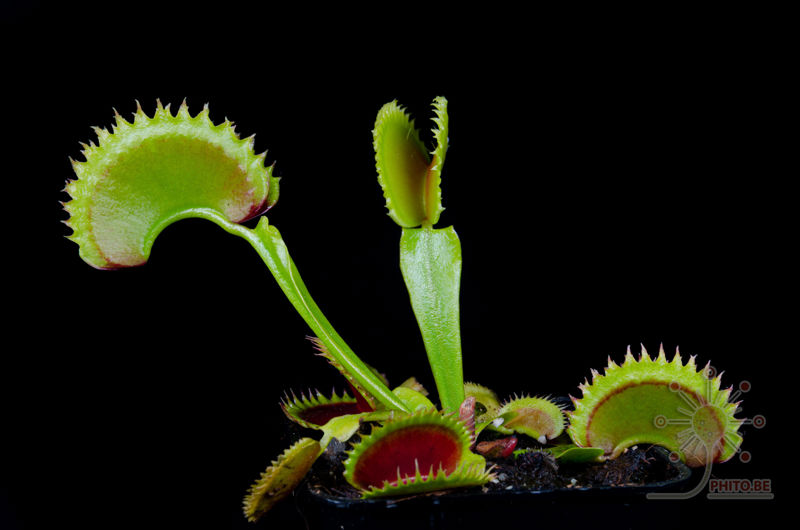Dionaea muscipula “Dracula”