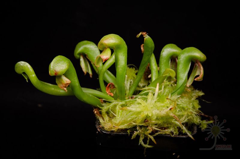 Darlingtonia californica