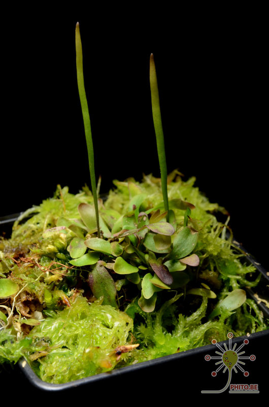 Utricularia praelonga