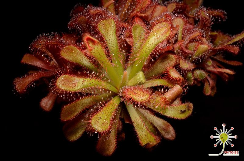 Drosera venusta