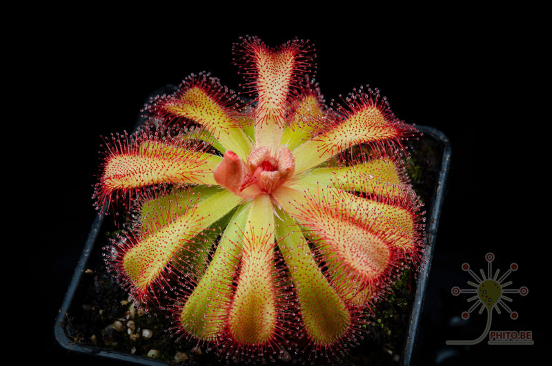 Drosera esterhuyseniae x slackii