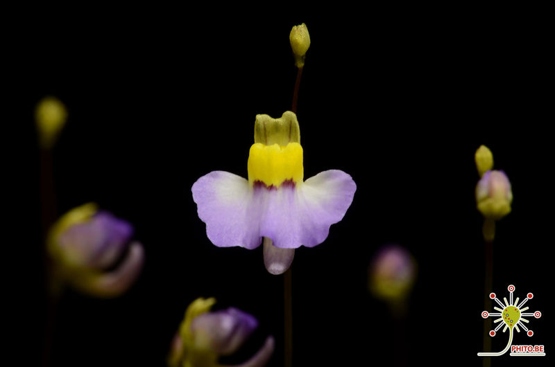 Utricularia bisquamata