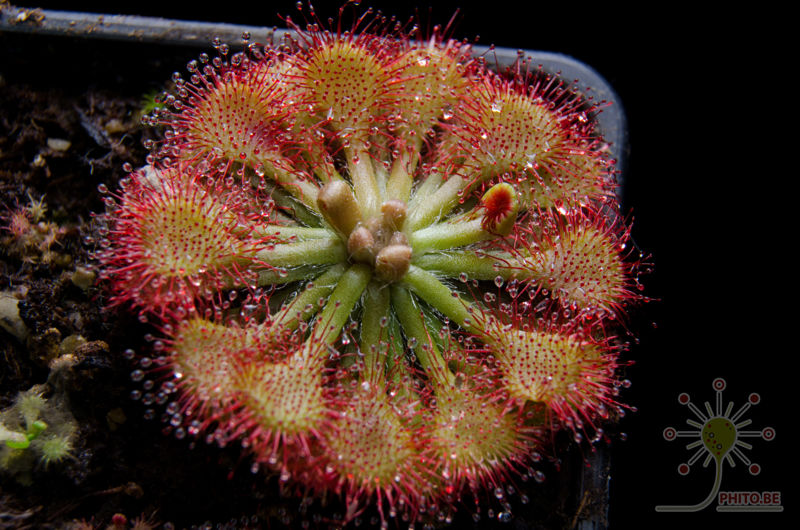 Drosera capillaris