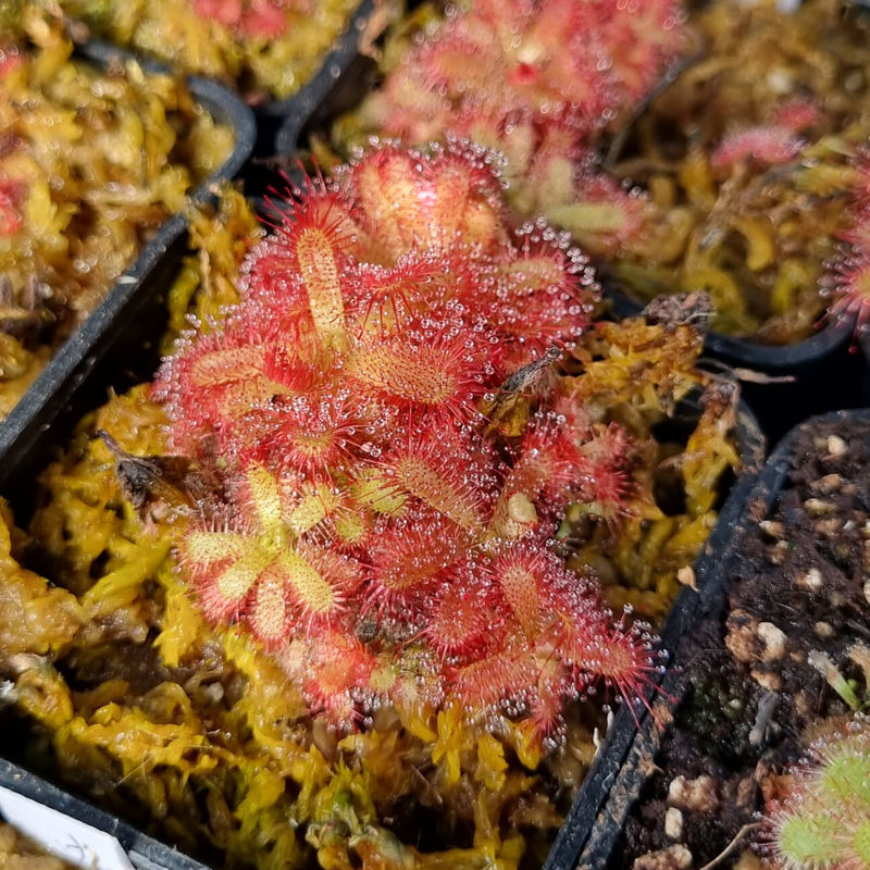 Drosera afra