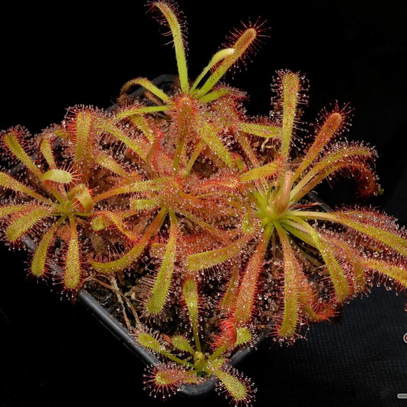 Drosera capensis x aliciae