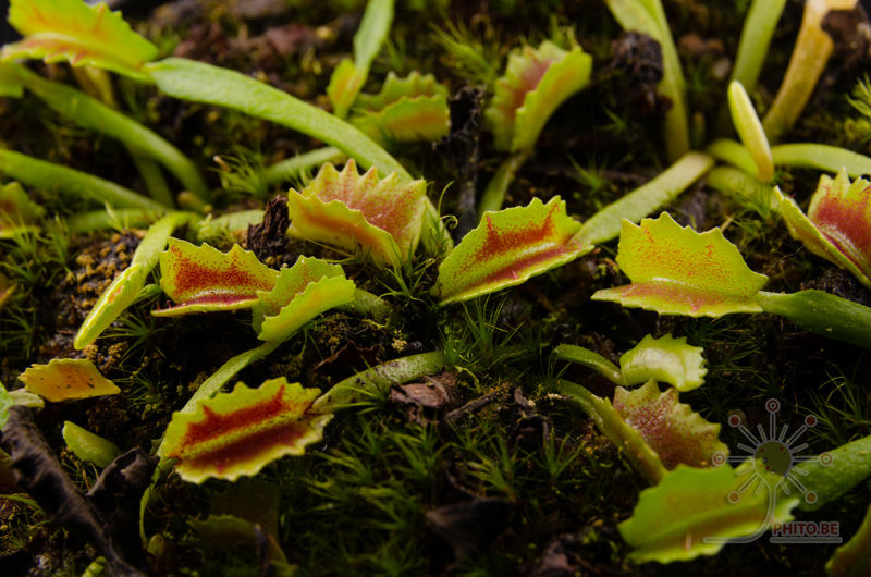 Dionaea muscipula “Wacky Traps”
