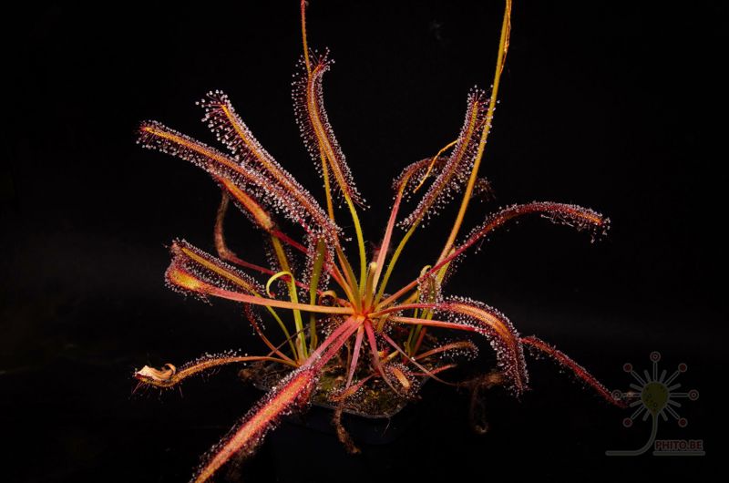 Drosera capensis