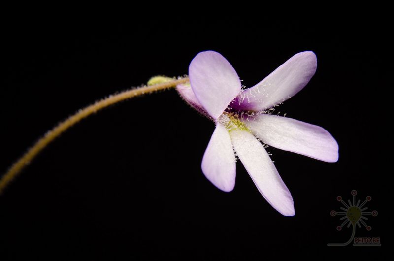 Pinguicula medusina