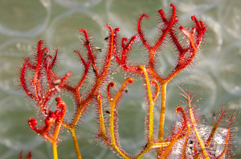 Drosera binata var. multifida