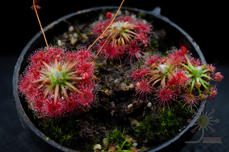 Drosera x “Carbarup”