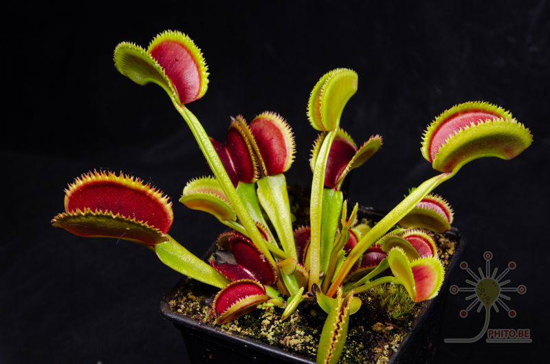 Dionaea muscipula “Bristle Tooth”