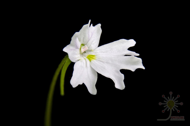 Pinguicula emarginata “white flower”