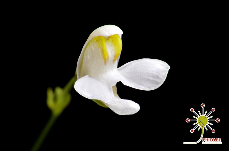 Utricularia nephrophylla “white flower”