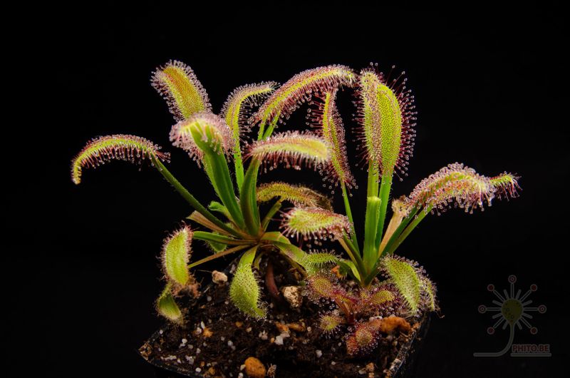 Drosera capensis “Hercules”