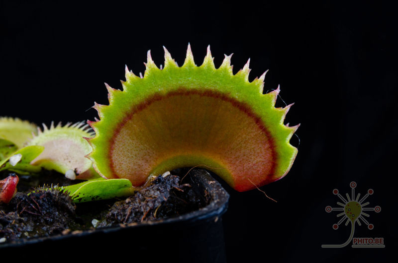 Dionaea muscipula “Dracula”