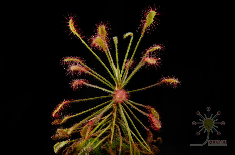 Drosera madagascariensis x affinis