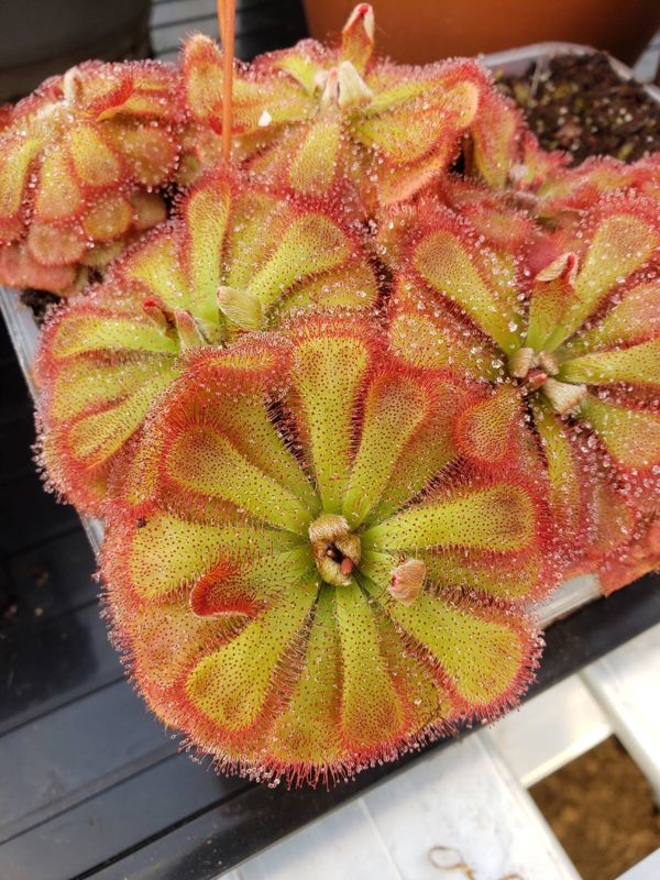 Drosera aliciae