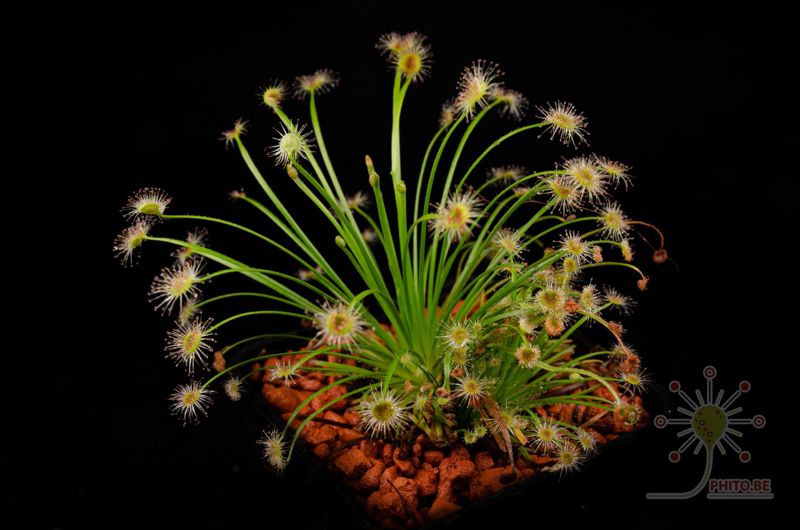 Drosera broomensis