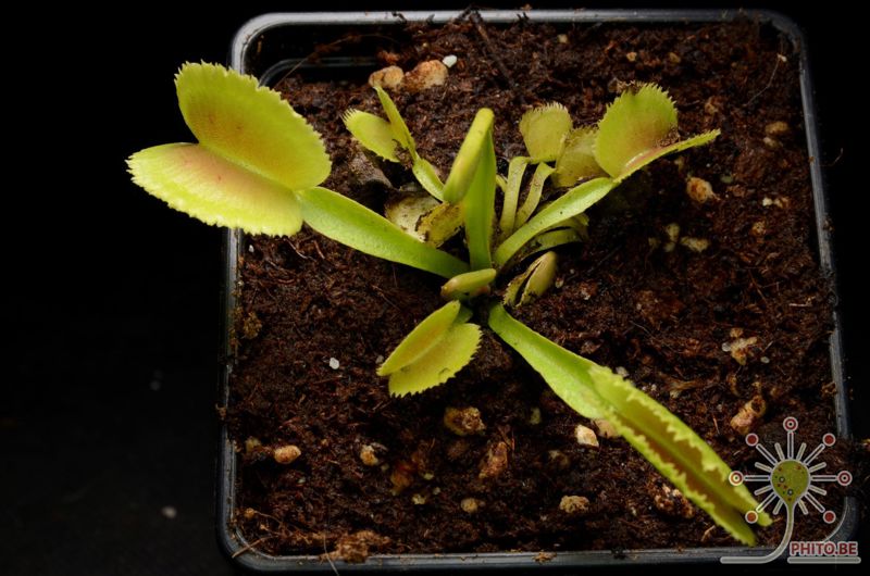 Dionaea muscipula “Whale”