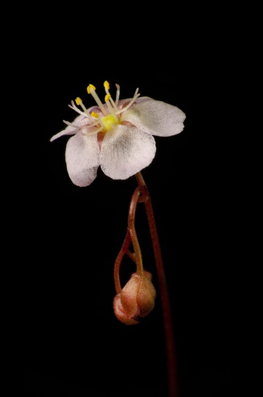 Drosera oblanceolata