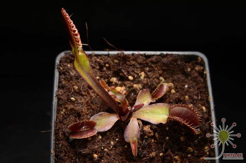 Dionaea muscipula “Royal Red”