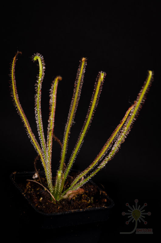 Drosera tracyi