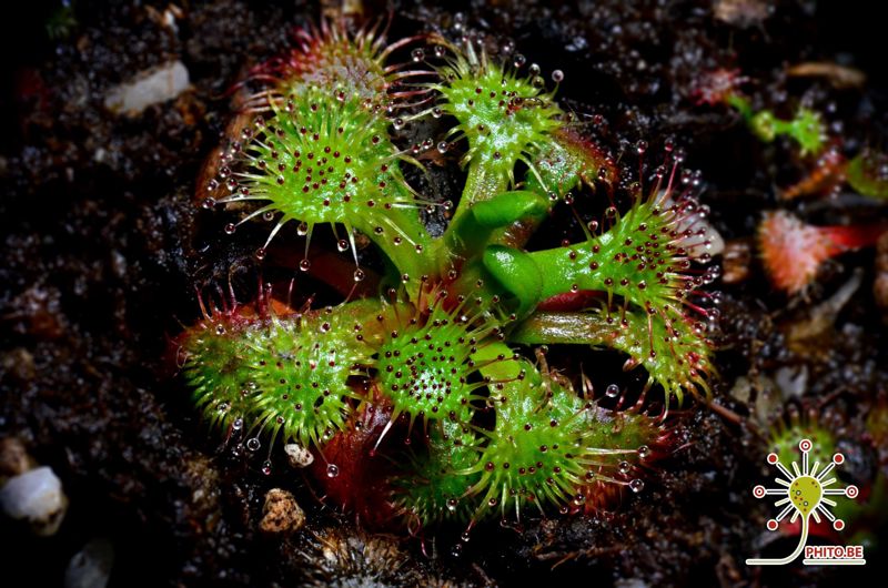 Drosera uniflora