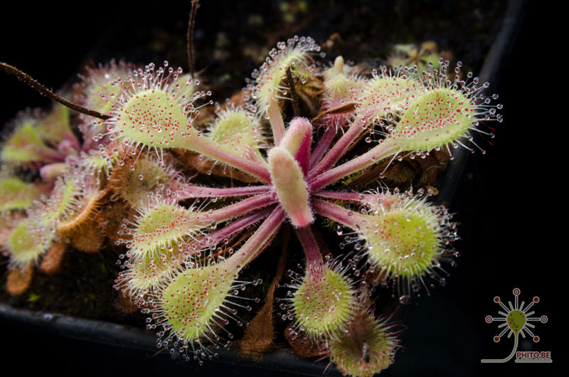 Drosera collinsiae