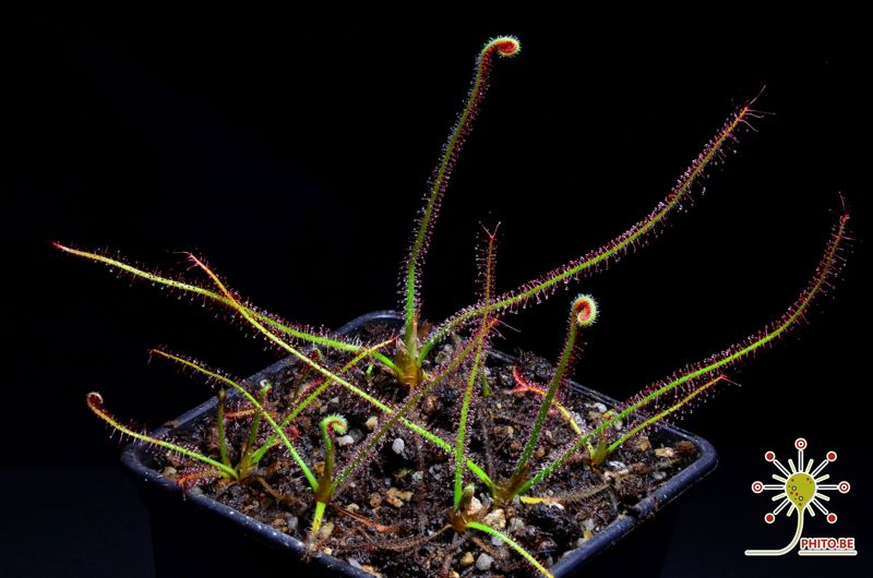 Drosera spiralis
