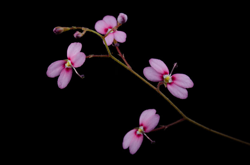 Stylidium irenae